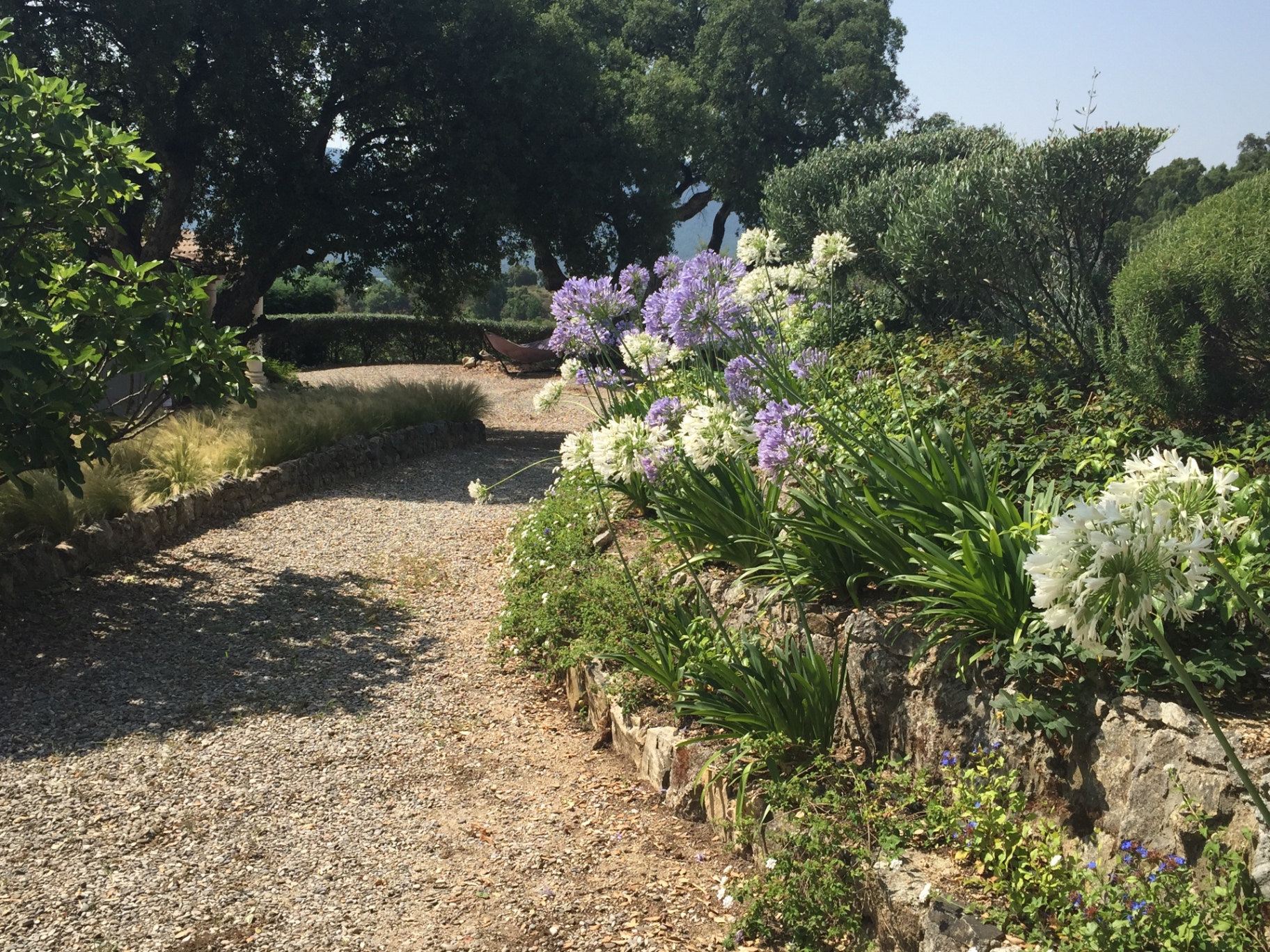 Allée bordée d'agapanthes