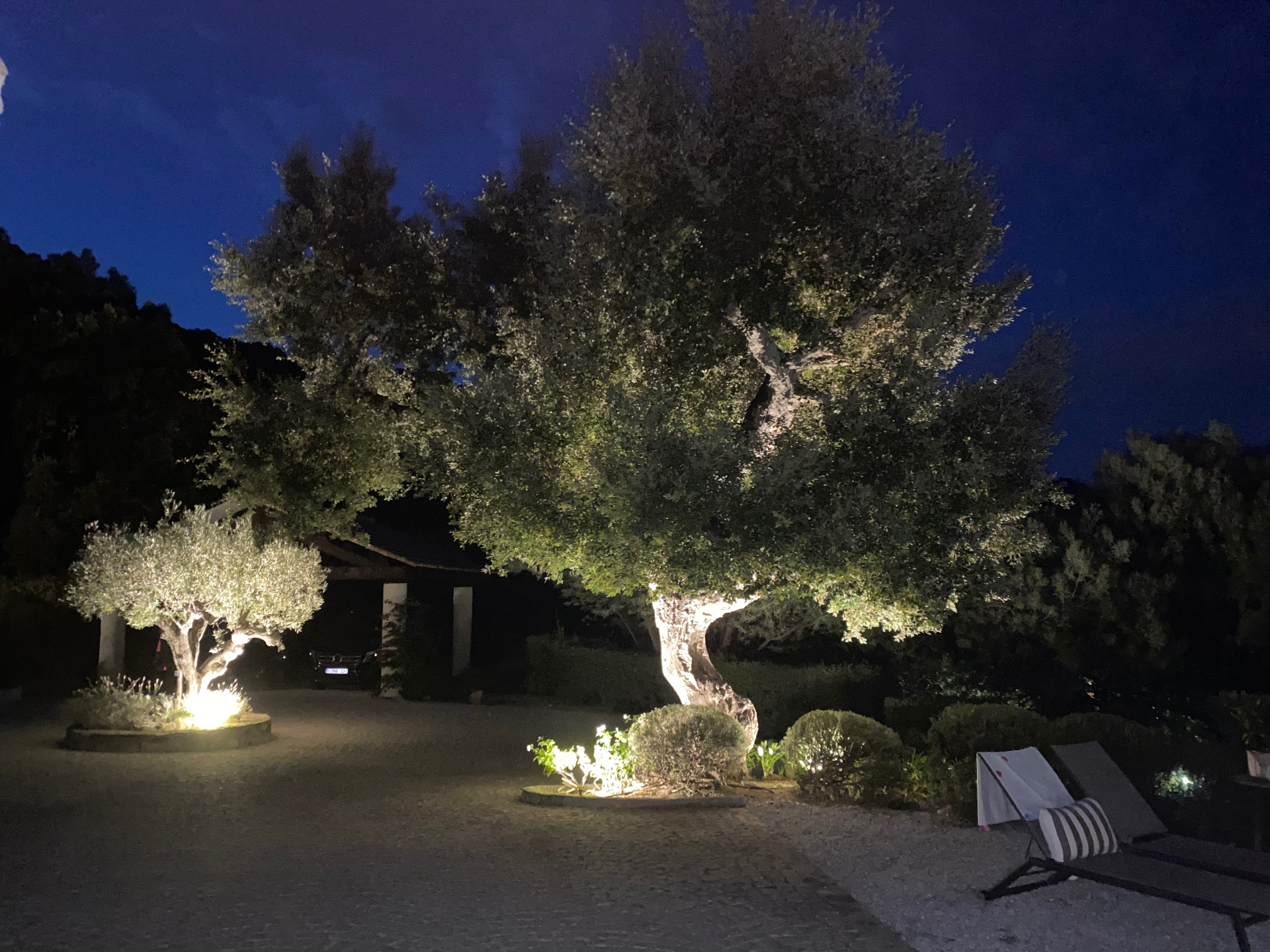 Oliviers centenaires illuminés la nuit